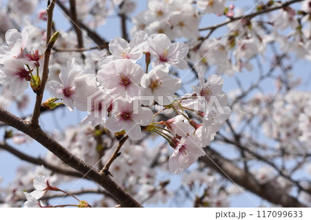 青空に映える桜 117099633
