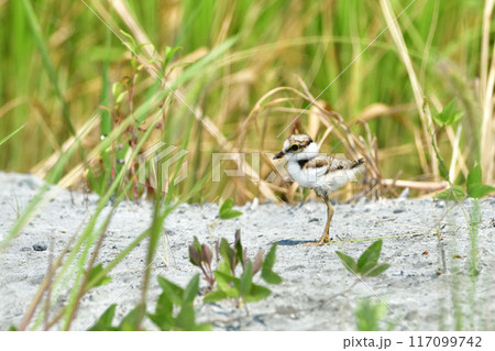 ヒナ ヒナ 117099742