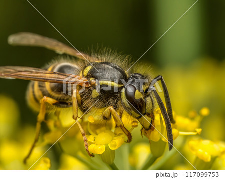 Wasp sitting on wild yellow flower 117099753