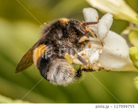 A bumblebee plunging into garden flower cup 117099755