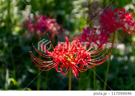 美しく咲く赤い彼岸花 美しく咲く赤い彼岸花 117099846