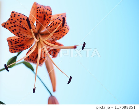 オニユリの花 117099851