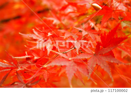 カラー　紅葉　植物　秋　公園　（2024年8月登録） 117100002