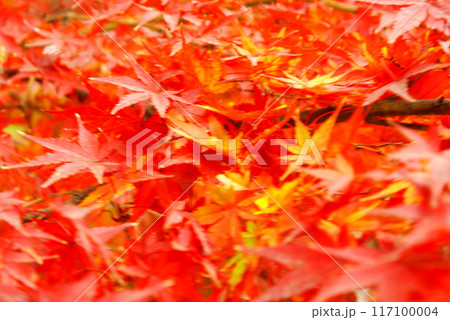 カラー　紅葉　植物　秋　公園　（2024年8月登録） 117100004