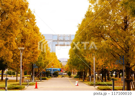 カラー　紅葉　植物　秋　公園　お台場（2024年8月登録） 117100010
