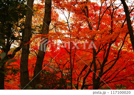 カラー　紅葉　植物　秋　公園　（2024年8月登録） 117100020