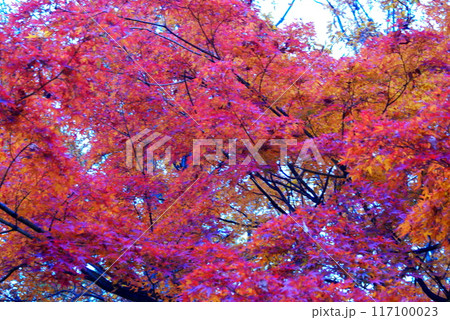 カラー　紅葉　植物　秋　公園　（2024年8月登録） 117100023