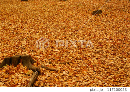 カラー　紅葉　植物　秋　公園　（2024年8月登録） 117100028