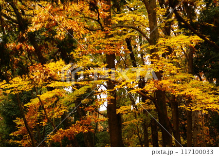 カラー 紅葉 植物 秋 公園 (2024年8月登録) カラー 紅葉 植物 秋 公園 (2024年8月登録) 117100033