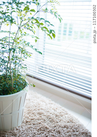 観葉植物の置かれた部屋 観葉植物の置かれた部屋 117100302