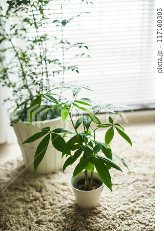 観葉植物の置かれた部屋 117100303