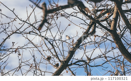 寒い冬のイメージ 117100321