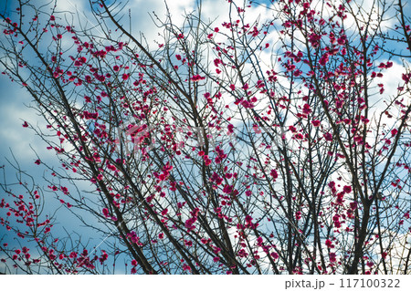 梅の花 梅の花 117100322