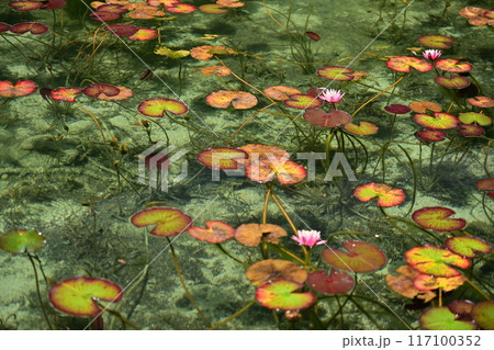 水面に浮かぶ花 117100352