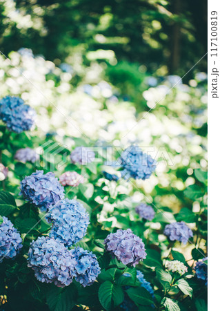 爽やかで青々とした緑の中の青色の紫陽花(涸沼自然公園) 爽やかで青々とした緑の中の青色の紫陽花(涸沼自然公園) 117100819