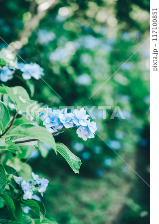 青々とした緑の中に映える青色の紫陽花(涸沼自然公園) 青々とした緑の中に映える青色の紫陽花(涸沼自然公園) 117100851