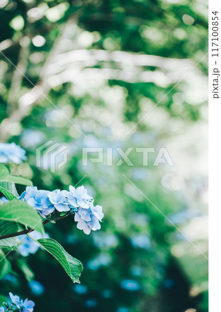 青々とした緑の中に映える青色の紫陽花(涸沼自然公園) 青々とした緑の中に映える青色の紫陽花(涸沼自然公園) 117100854