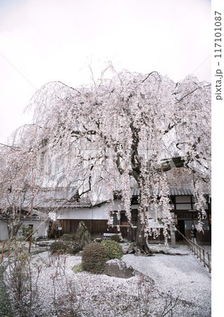 京都　本満寺のしだれ桜 2023年春 117101087