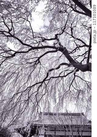 京都 本満寺のしだれ桜 2023年春 京都 本満寺のしだれ桜 2023年春 117101089