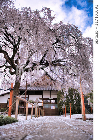 京都　本満寺のしだれ桜 2023年春 117101091