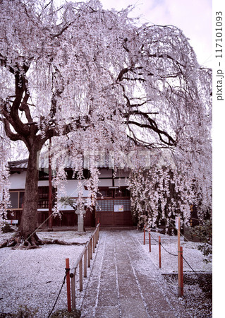 京都　本満寺のしだれ桜 2023年春 117101093