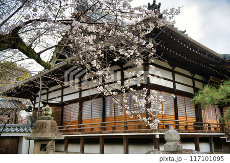 京都 本満寺のしだれ桜 2023年春 京都 本満寺のしだれ桜 2023年春 117101095