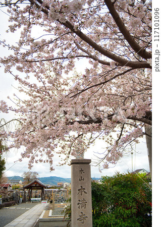 京都　本満寺のしだれ桜 2023年春 117101096