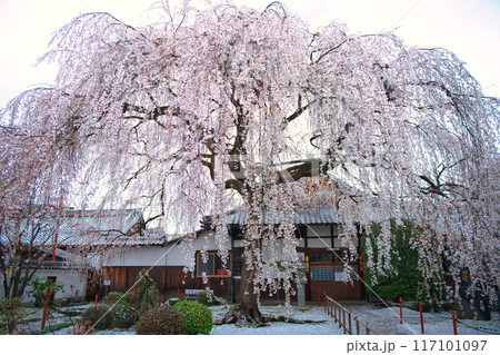 京都 本満寺のしだれ桜 2023年春 京都 本満寺のしだれ桜 2023年春 117101097