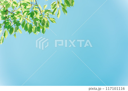 青空に映える緑の葉 117101116