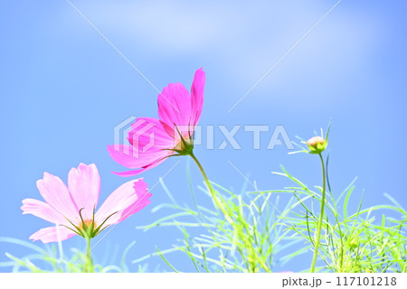 秋の花，秋桜 117101218