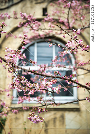 旧成徳中学校の早咲き　「春めき」桜　2023年春 117101258