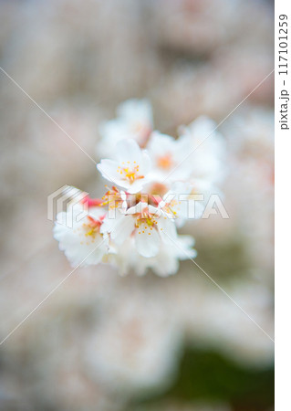 旧成徳中学校の早咲き　「春めき」桜　2023年春 117101259