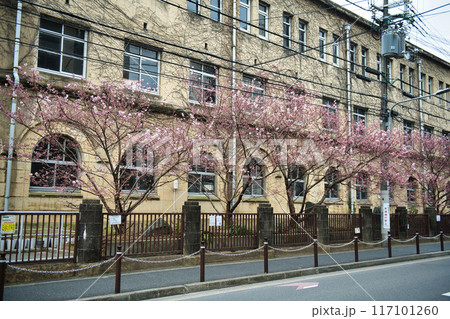 旧成徳中学校の早咲き　「春めき」桜　2023年春 117101260