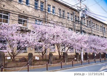 旧成徳中学校の早咲き　「春めき」桜　2023年春 117101261