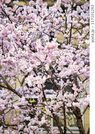 旧成徳中学校の早咲き 「春めき」桜 2023年春 旧成徳中学校の早咲き 「春めき」桜 2023年春 117101262
