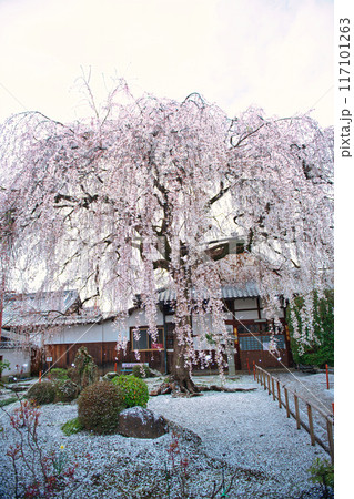 京都　本満寺のしだれ桜 2023年春 117101263