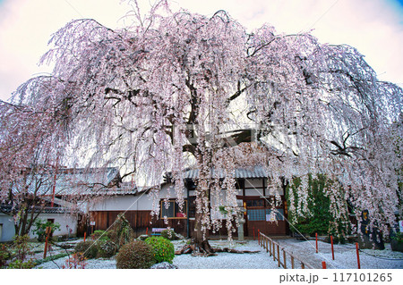 京都　本満寺のしだれ桜 2023年春 117101265
