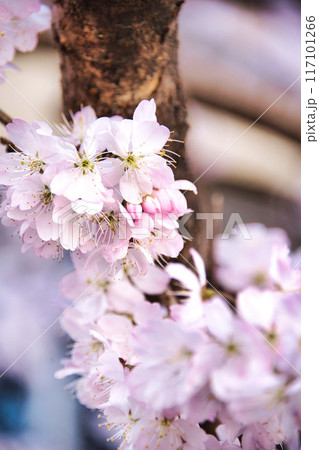旧成徳中学校の早咲き 「春めき」桜 2023年春 旧成徳中学校の早咲き 「春めき」桜 2023年春 117101266