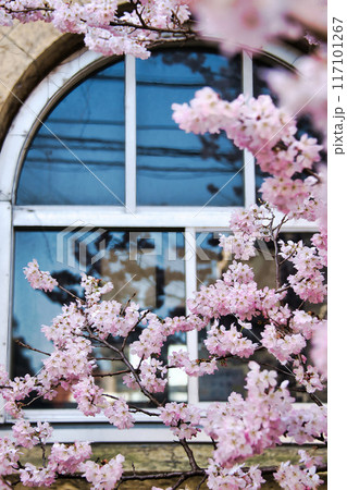 旧成徳中学校の早咲き　「春めき」桜　2023年春 117101267