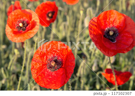 field of blooming poppies with bees at dawn field of blooming poppies with bees at dawn 117102307