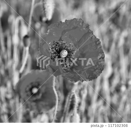 blooming poppies at dawn closeup in black and white 117102308