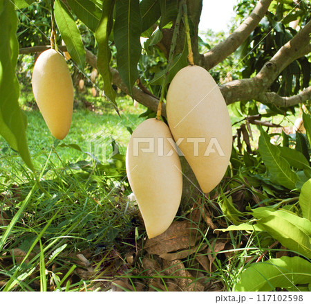 Ripe mango fruit hanging on the tree with beautiful nature background Ripe mango fruit hanging on the tree with beautiful nature background 117102598