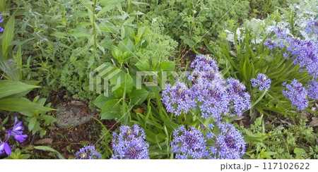 これから奇麗な花が咲く紫陽花の木と青い花のオオツルボの花 これから奇麗な花が咲く紫陽花の木と青い花のオオツルボの花 117102622