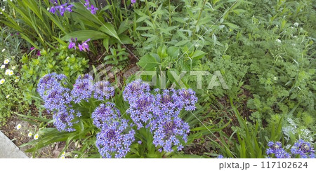 これから奇麗な花が咲く紫陽花の木と青い花のオオツルボの花 これから奇麗な花が咲く紫陽花の木と青い花のオオツルボの花 117102624