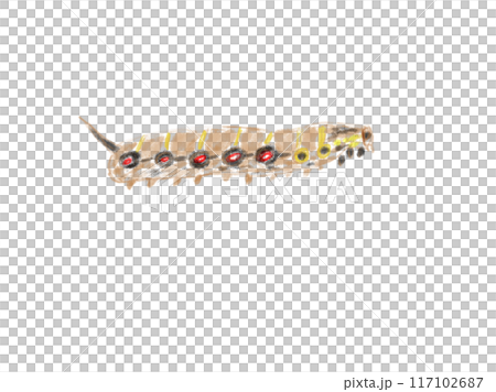 larvae of sparrow moth 117102687