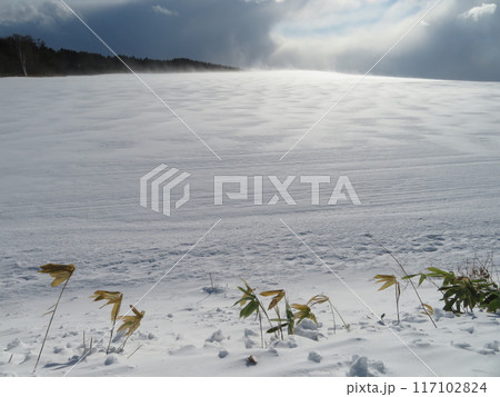 地吹雪 地吹雪 117102824
