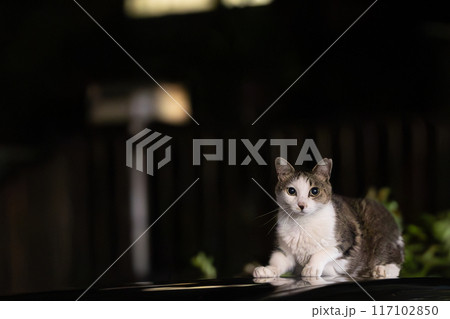 夜の世界で人間を見つめる猫 117102850