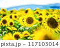 真夏のひまわり 117103014