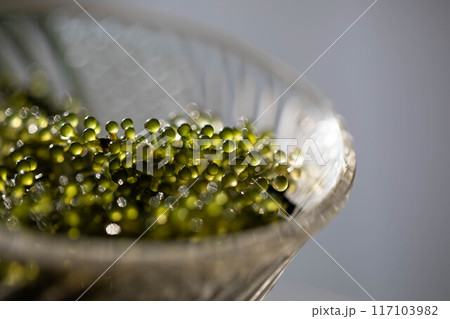 海ぶどうイメージ 海ぶどうイメージ 117103982