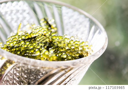 ガラスの器に入った海ぶどう ガラスの器に入った海ぶどう 117103985